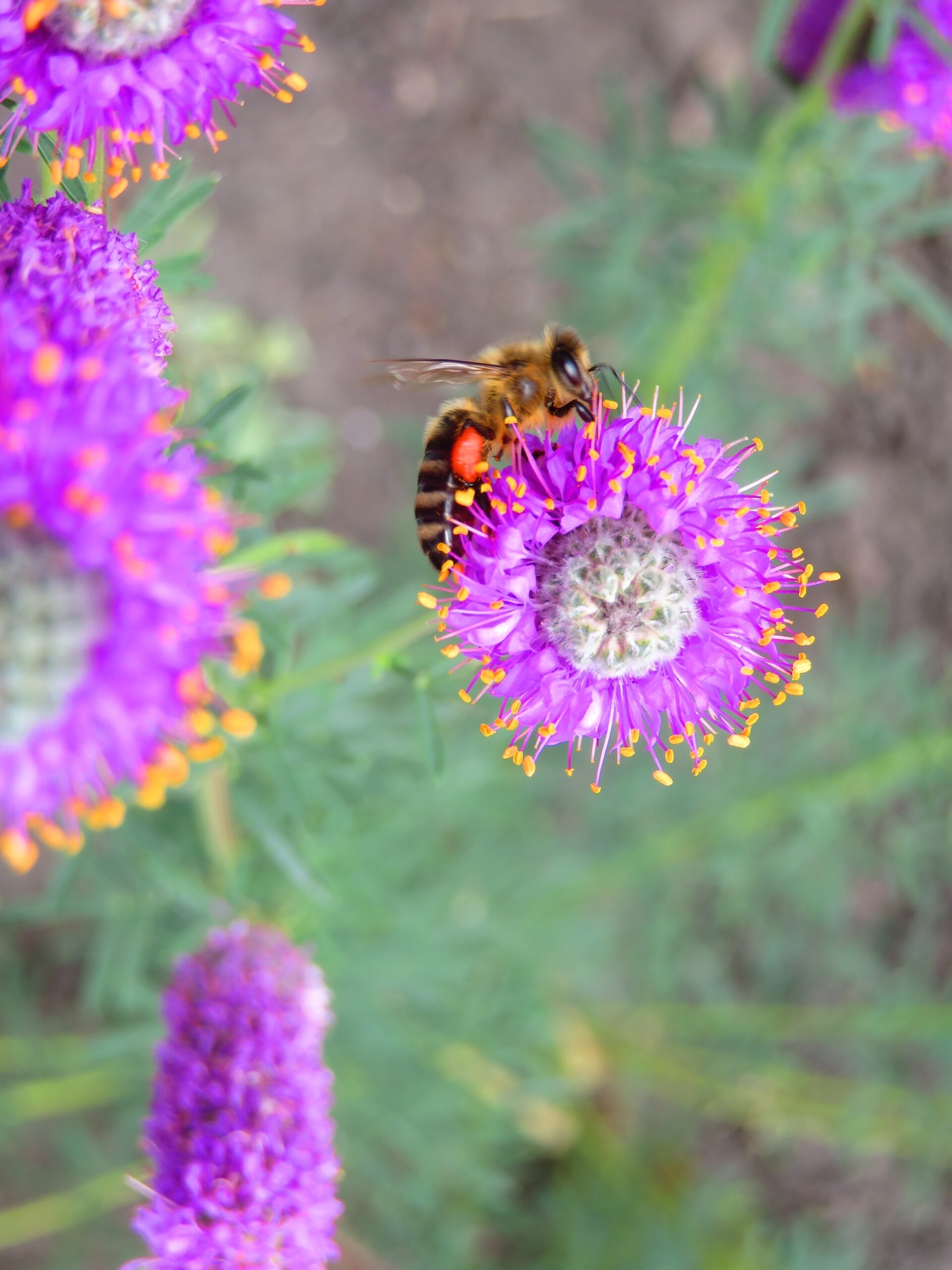 Feed The Bees – What & How to Plant